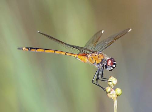 Female, immature
2008_09_13_FL